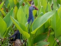 Gray-headed Swamphen - The Celery Fields - Sarasota County, April 20, 2022