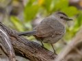Gray Catbird - Saddlebunch Keys - Monroe County, April 30, 2022