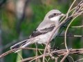 Loggerhead Shrike - Brownie Wise Park - Osceola County, April 18, 2022