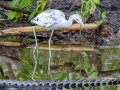 Little Blue Heron - Corkscrew Regional Ecosystem Watershed -Bird Rookery Swamp Trails - Collier County, April 28, 2022