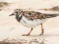 Ruddy Turnstone - St George Island SP - Beach 3 - Franklin County, April 14, 2022