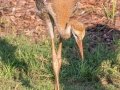 Sandhill Crane (juvenile) - Brownie Wise Park - Osceola County, April 18, 2022