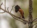 Eastern Towhee (White-eyed) - Randy Sapp Road, Eastpoint - Franklin County, April 14, 2022