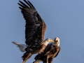 Bald Eagles- Brownie Wise Park - Osceola County, April 18, 2022