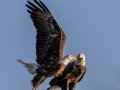 Bald Eagles- Brownie Wise Park - Osceola County, April 18, 2022