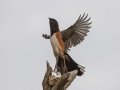 Eastern Towhee (White-eyed) - Randy Sapp Road, Eastpoint - Franklin County, April 14, 2022