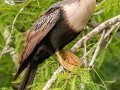 Anhinga - Corkscrew Regional Ecosystem Watershed -Bird Rookery Swamp Trails - Collier County, April 28, 2022