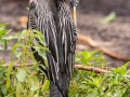 Anhinga - Corkscrew Regional Ecosystem Watershed -Bird Rookery Swamp Trails - Collier County, April 28, 2022