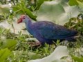 Gray-headed Swamphen - The Celery Fields - Sarasota County, April 20, 2022