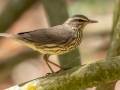 Northern Waterthrush - Point Ybel Lighthouse Beach Park - Lee County, April 24, 2022