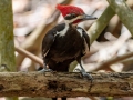 Pileated Woodpecker - Point Ybel Lighthouse Beach Park - Lee County, April 24, 2022