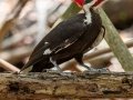 Pileated Woodpecker - Point Ybel Lighthouse Beach Park - Lee County, April 24, 2022