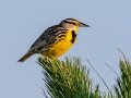 Eastern Meadowlark - Brownie Wise Park - Osceola County, April 18, 2022