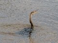 Anhinga - Circle B Bar Reserve - Polk County, April 20, 2022