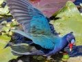 Purple Gallinule - Circle B Bar Reserve - Polk County, April 20, 2022