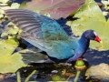 Purple Gallinule - Circle B Bar Reserve - Polk County, April 20, 2022