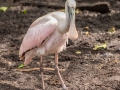 Roseate Spoonbill - Corkscrew Regional Ecosystem Watershed -Bird Rookery Swamp Trails - Collier County, April 28, 2022