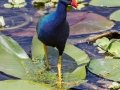 Purple Gallinule - Circle B Bar Reserve - Polk County, April 20, 2022