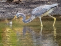 Tricolored Heron - Corkscrew Regional Ecosystem Watershed -Bird Rookery Swamp Trails - Collier County, April 28, 2022