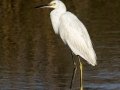 Snowy Egret- St Marks NWR - Panacea Unit Bottoms Rd - Wakulla County, April 15, 2022