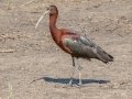 Glossy Ibis- St Marks NWR - Stoney Bayou 1 and Twin Dikes - Wakulla County, April 15, 2022
