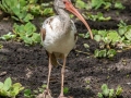 White Ibis- Corkscrew Regional Ecosystem Watershed -Bird Rookery Swamp Trails - Collier County, April 28, 2022