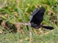 Anhinga - Sweetwater Wetlands Park - Alachua County, April 17, 2022