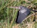 Anhinga - Sweetwater Wetlands Park - Alachua County, April 17, 2022