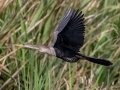 Anhinga - Sweetwater Wetlands Park - Alachua County, April 17, 2022