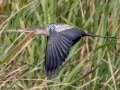 Anhinga - Sweetwater Wetlands Park - Alachua County, April 17, 2022