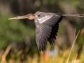 Anhinga - Sweetwater Wetlands Park - Alachua County, April 17, 2022