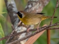 Common Yellowthroat - Brownie Wise Park - Osceola County, April 18, 2022