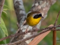 Common Yellowthroat - Brownie Wise Park - Osceola County, April 18, 2022