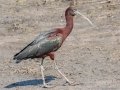 Glossy Ibis- St Marks NWR - Stoney Bayou 1 and Twin Dikes - Wakulla County, April 15, 2022