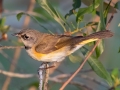 American Redstart - Brownie Wise Park - Osceola County, April 18, 2022