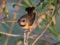 American Redstart - Brownie Wise Park - Osceola County, April 18, 2022