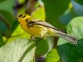 Prairie Warbler - J N Ding Darling - Wildlife Drive - Lee County, April 24, 2022