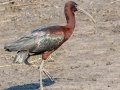 Glossy Ibis- St Marks NWR - Stoney Bayou 1 and Twin Dikes - Wakulla County, April 15, 2022