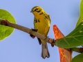 Prairie Warbler - J N Ding Darling - Wildlife Drive - Lee County, April 24, 2022