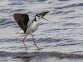 Black-necked Stilt - Myakka River SP Boat Ramp - Sarasota County, April 22, 2022