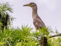 Black-crowned Night-Heron - Corkscrew Regional Ecosystem Watershed -Bird Rookery Swamp Trails - Collier County, April 28, 2022