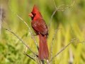 Northern Cardinal - Rookery Bay NERR--Briggs Boardwalk - Collier County, April 25, 2022