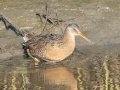 Clapper Rail  - St Marks NWR - Panacea Unit Bottoms Rd - Wakulla County, April 15, 2022
