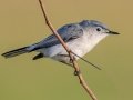 Blue-gray Gnatcatcher - 6123-5929 Canoe Creek Road - St Cloud - Osceola County, April 19, 2022