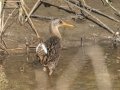 Clapper Rail  - St Marks NWR - Panacea Unit Bottoms Rd - Wakulla County, April 15, 2022