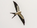 Swallow-tailed Kite - Eastern Ranchlands North Trailhead - Sarasota County, April 22, 2022