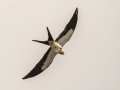 Swallow-tailed Kite - Eastern Ranchlands North Trailhead - Sarasota County, April 22, 2022