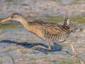 Clapper Rail  - St Marks NWR - Panacea Unit Bottoms Rd - Wakulla County, April 15, 2022