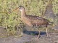 Clapper Rail  - St Marks NWR - Panacea Unit Bottoms Rd - Wakulla County, April 15, 2022