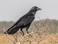Fish Crow - St Marks NWR - Stoney Bayou 1 and Twin Dikes - Wakulla County, April 15, 2022